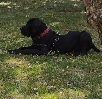 Guess, Cane Corso