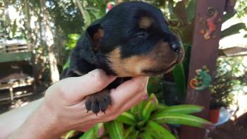 O'Neill, Rottweiler