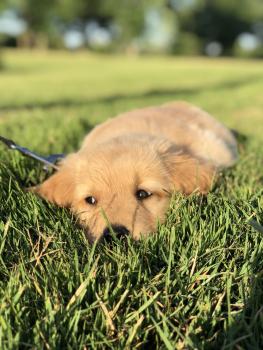 Sawyer, Golden Retriever