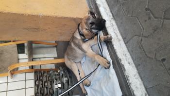 Pasha, Kangal