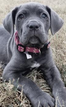 Nala, Mastín Napolitano