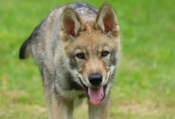 Œil d'Aslän de la louve blanche, Perro lobo checoslovaco
