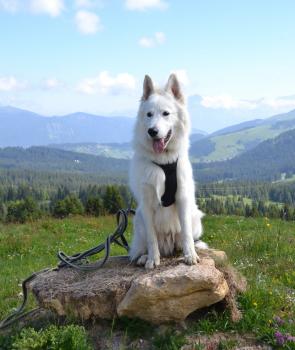 James, Weißer Schweizer Schäferhund