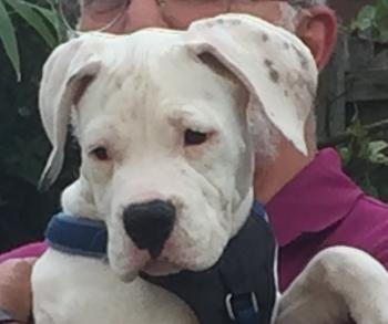 Tobi, Boxer