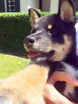 Yume, Shiba