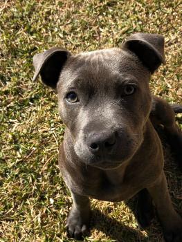 Pepper, Staffordshire Bull Terrier