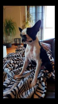 Nemo, Boston Terrier