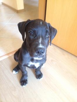 Kevin, Cane Corso