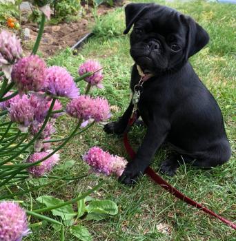 Boulette, Pug