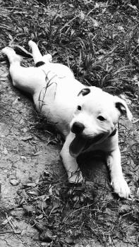 Oliver dit Zeus, Staffordshire Bull Terrier