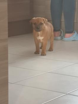 Oslow, Staffordshire Bull Terrier