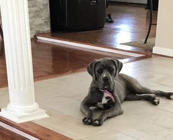 Bella, Cane Corso