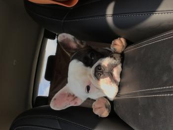 Marley, Bulldog Francés