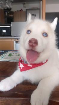 OGIMA, Husky Siberiano