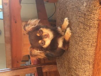Lucita, Chihuahua