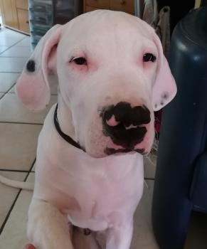 Oslo, Dogo Argentino