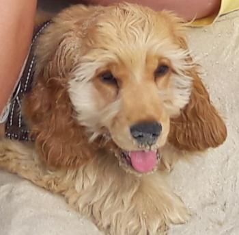 Oskar, Cocker Spaniel Inglés