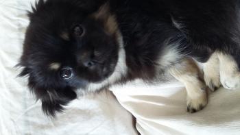 Louna, Spaniel Tibetano