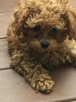 Pralyne, Caniche