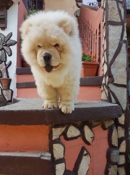 Max, Chow Chow