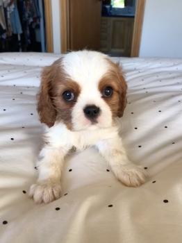 Archie, Cavalier King Charles