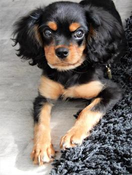 Flick, Cavalier King Charles Spaniel