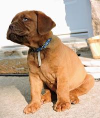 Duke, Dogo De Burdeos