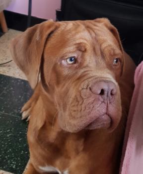 Nicorette, Dogo De Burdeos