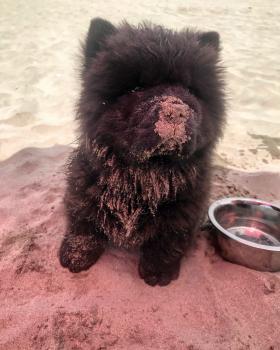 Osgor, Chow Chow