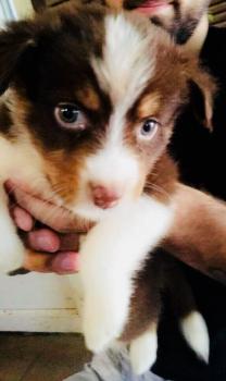 Olly, Pastor Australiano