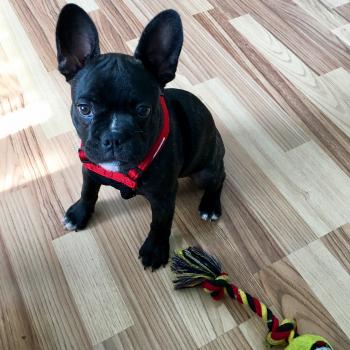 Marley, Bulldog Francés