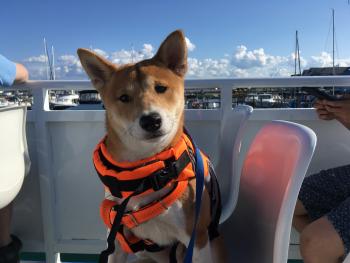 Bim, Shiba