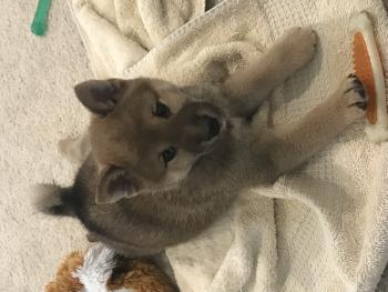 Shiba Kitsu, Shiba