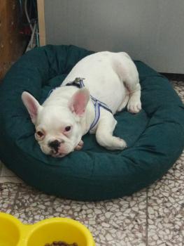 fabricio, Bulldog Francés