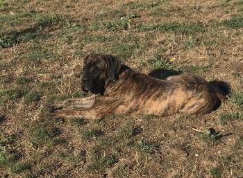 Oz, Cane Corso