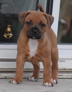 Eïko, Staffordshire Bull Terrier