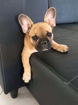 Olaf, Bulldog Francés