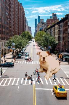 Nephe, Bulldog