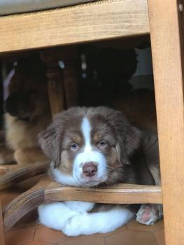 Nutella, Pastor Australiano