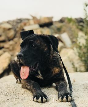 Darko, Cane Corso