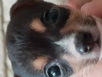 Kiki, Parson Jack Russell Terrier (De Pelaje Corto - Suave)