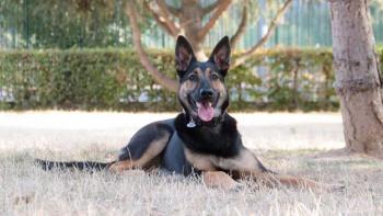 Nikki, Pastor Belga Malinois