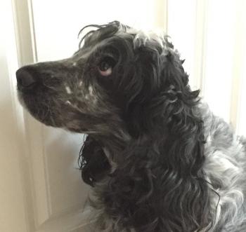 Johana, Cocker Spaniel Inglés