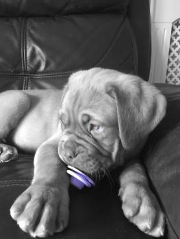 Willow, Dogue de Bordeaux