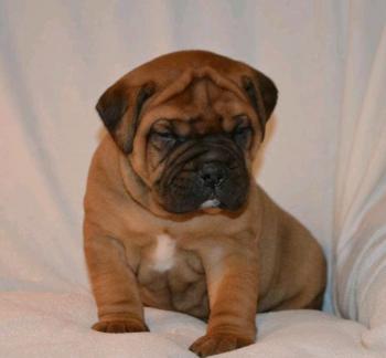 Falkor, Bullmastiff