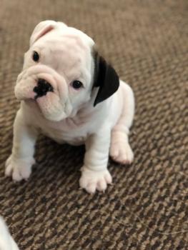 Max, Bulldog