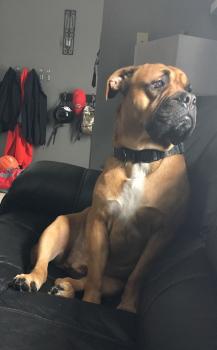 Haities, Bullmastiff