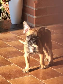 Gary, Französische Bulldogge