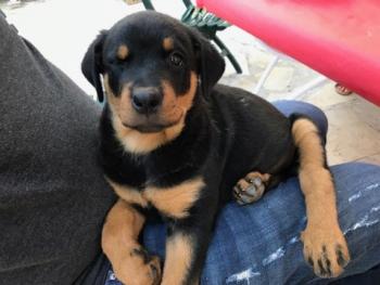 OMIA, Rottweiler