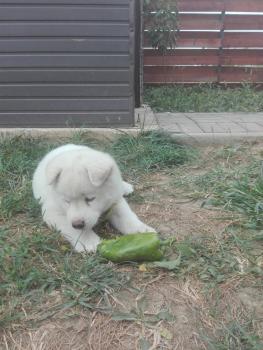 Shiba, Akita Inu